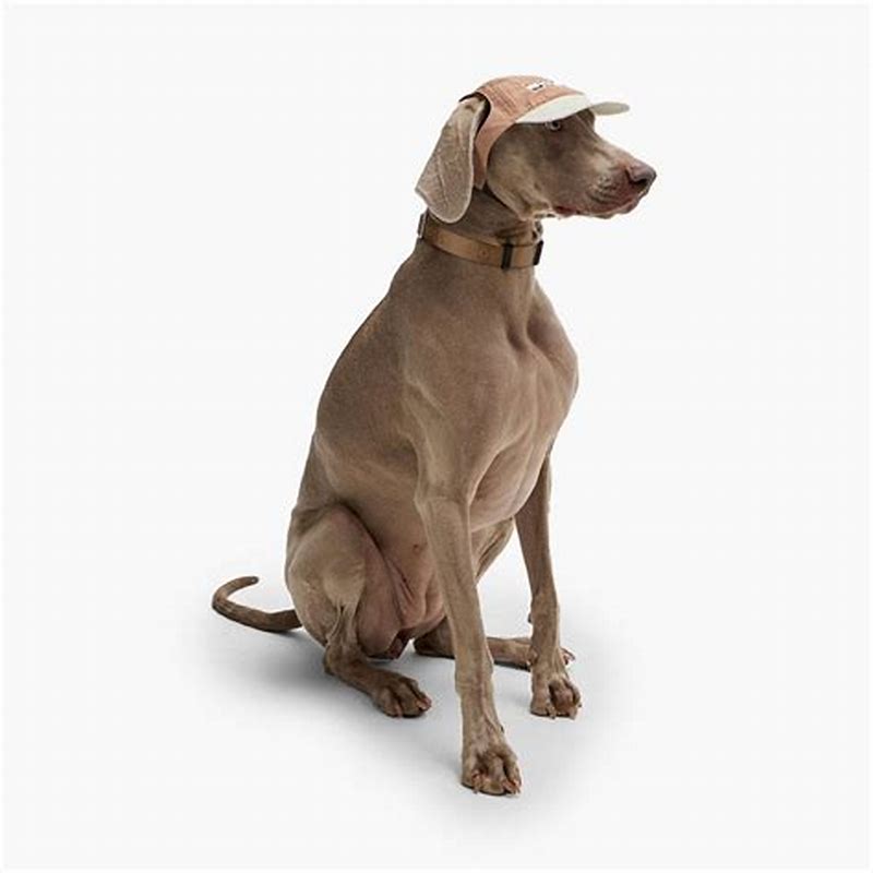 BOSS Dog City Hat Almond milk XXS-XS - detalii ambalaj