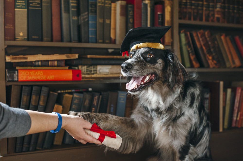 PLAY K9 Scholar