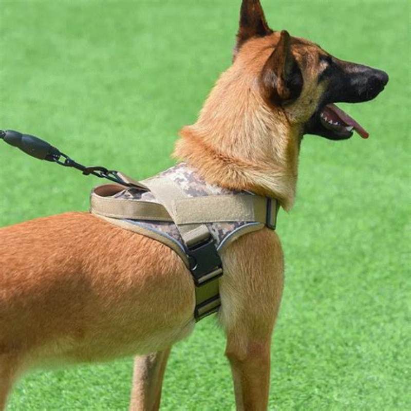 BOSS Dog Essentials ham pentru caini marime S-M - imagine produs