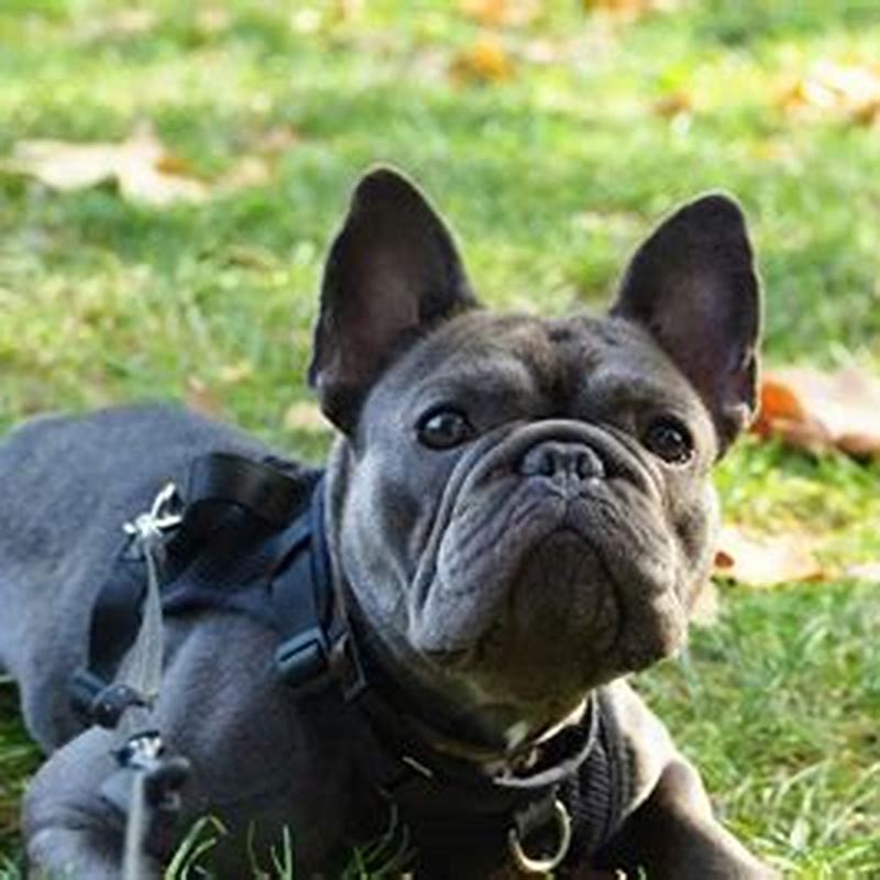Famous Frenchie ZGARDA - imagine produs