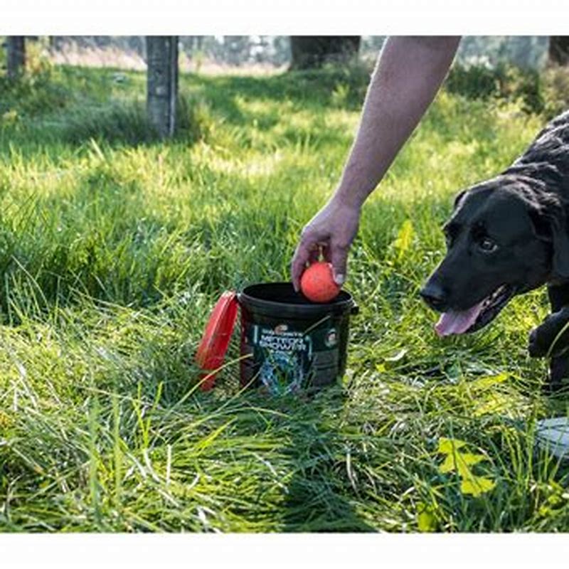Jucarie Dog Comets Meteor Shower - detalii ambalaj