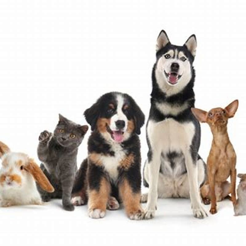 Zgarda animale de companie cu funda diverse culori - vedere frontală