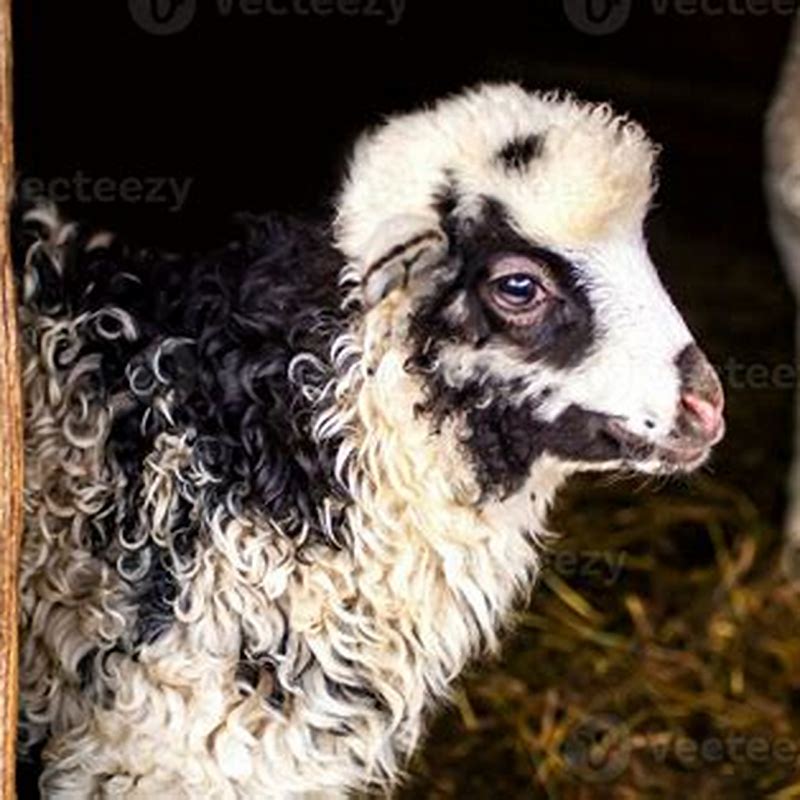 Carpathian Lamb In White Souce - imagine produs