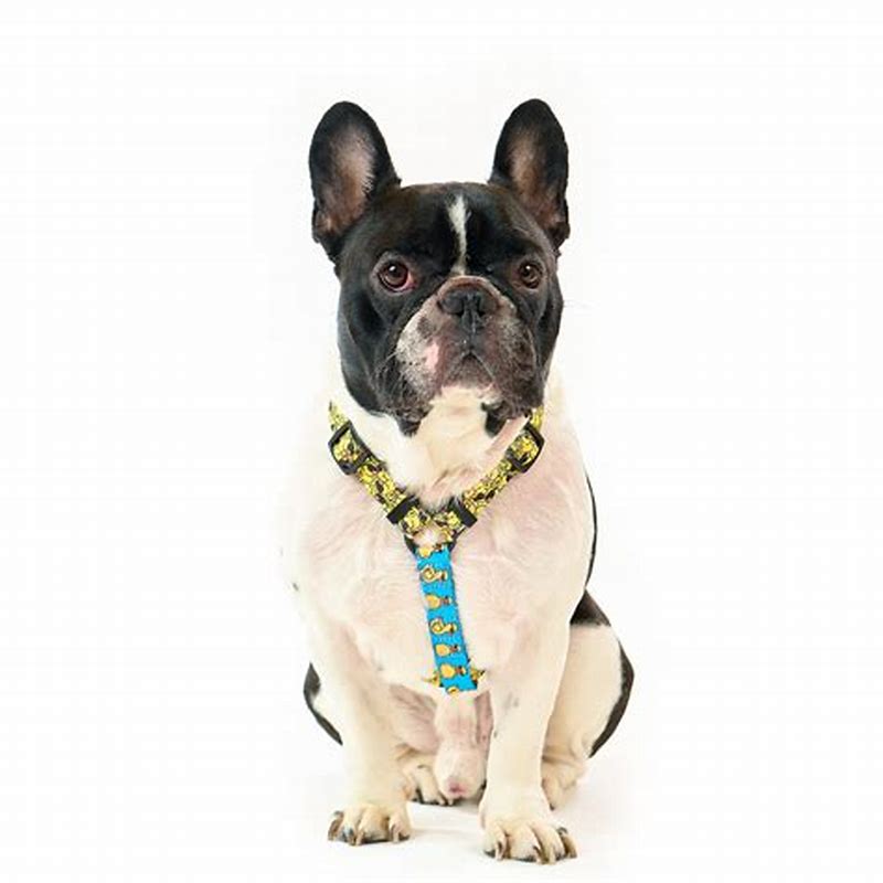 Famous Frenchie HAM AJUSTABIL - imagine produs