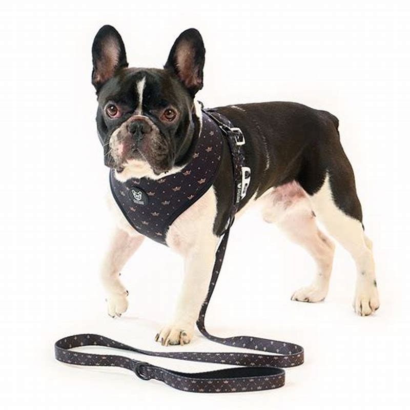 Famous Frenchie LESA - imagine produs