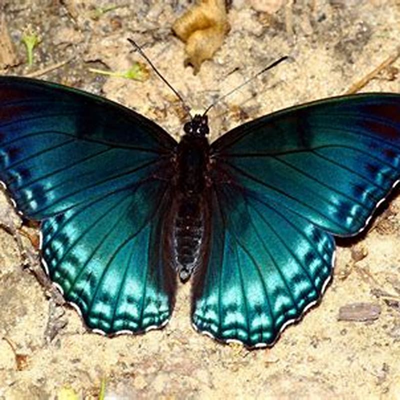 Yeowww fluture albastru - detalii ambalaj