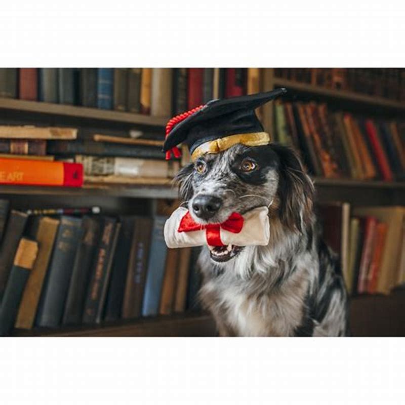 PLAY K9 Scholar - imagine produs
