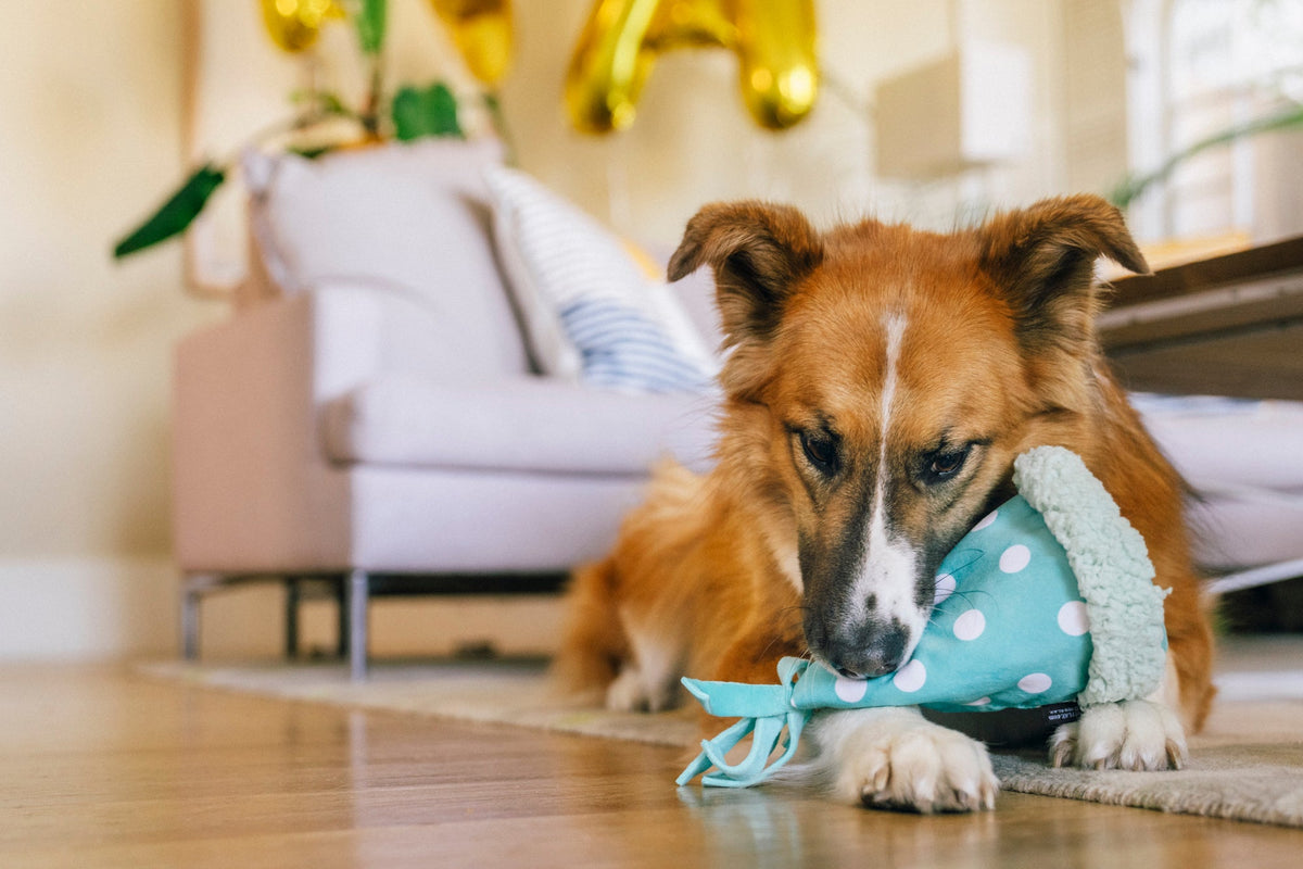 PLAY Jucarie party hat