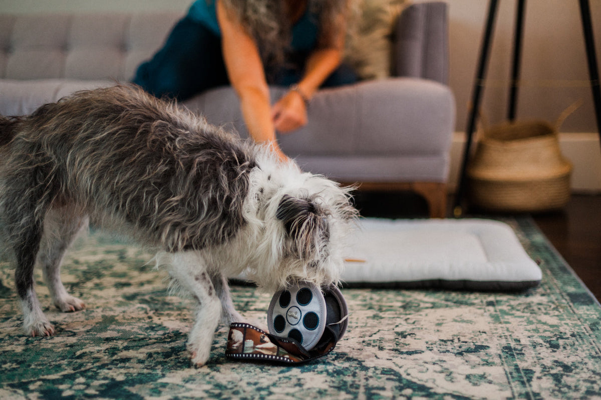 PLAY JUCARIE Hollywoof Cinema Momo's Movie Reel
