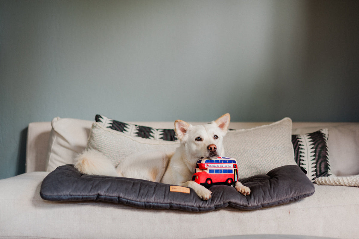 PLAY JUCARIE CanineCommute_Bus